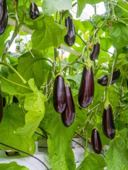Eggplant 'Supreme' 4" Pot