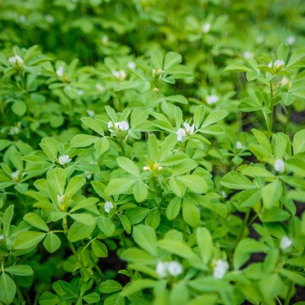 Fenugreek 4" Pot