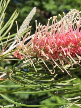 Grevillea 'Aphrodite's Dream' PBR 8" Pot