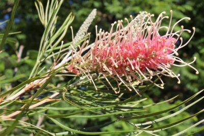 Grevillea 'Aphrodite's Dream' PBR