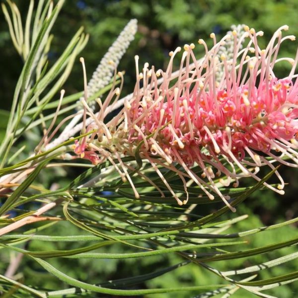 Grevillea 'Aphrodite's Dream' PBR