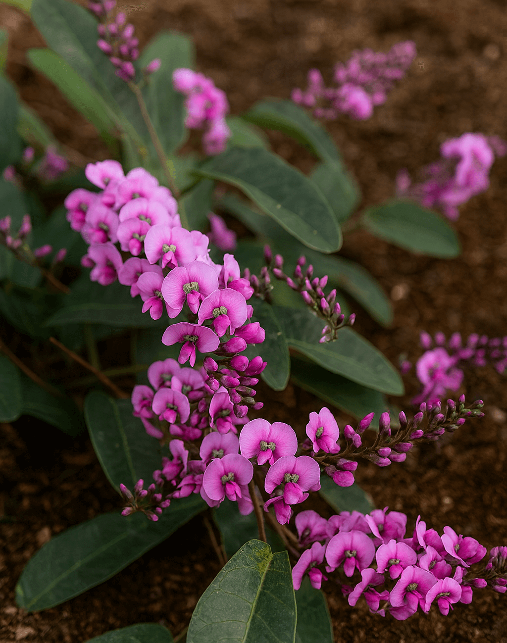 The Hardenbergia 'Candy Crawl' 15cm Pot features clusters of small purple-pink flowers and elongated green leaves, growing low near the brown soil.