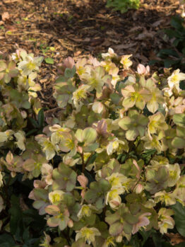 Helleborus 'Ice 'n Roses' Camelot 7" Pot