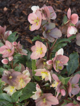 Helleborus 'Ice 'n Roses' Maestro 7" Pot
