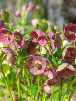 Helleborus 'Ice 'n Roses' Amarela 7" Pot