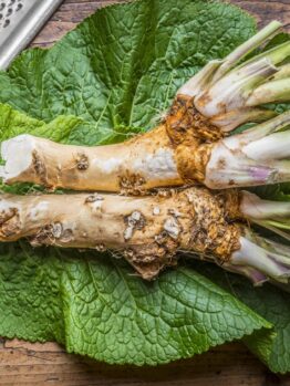 Horseradish
