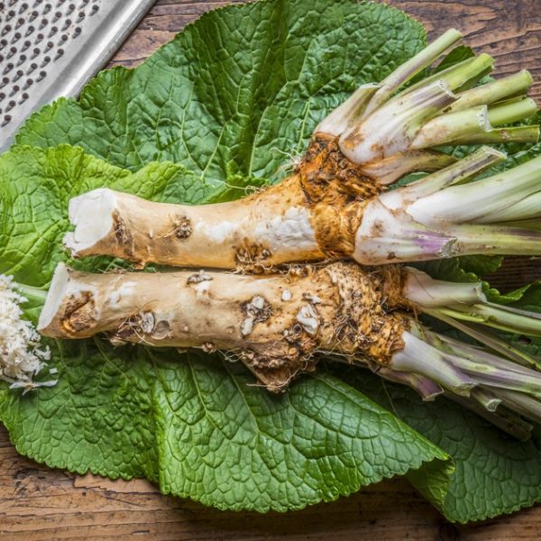 Horseradish