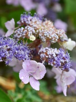 Hydrangea 'Villosa' 8" Pot