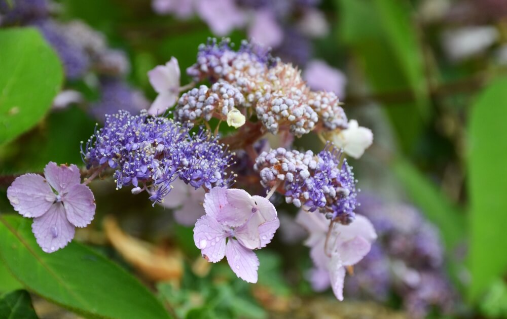 Hydrangea 'Villosa' 6" Pot