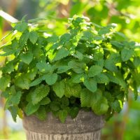 Balm 'Lemon' 4" Pot