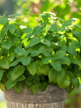 Balm 'Lemon' 4" Pot