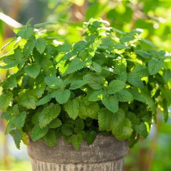 Balm 'Lemon' 4" Pot