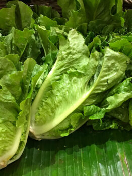 Lettuce 'Cos' 4" Pot