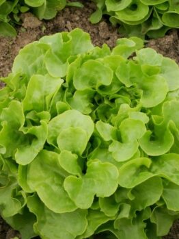 Lettuce 'Oakleaf' 4" Pot