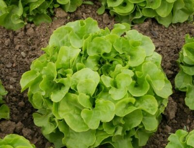 Lettuce 'Oakleaf' 4" Pot
