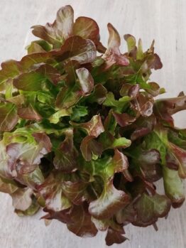 Lettuce 'Oakleaf Red' 4" Pot