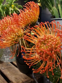 Leucospermum 'Carnival® Sunrise' 6" Pot
