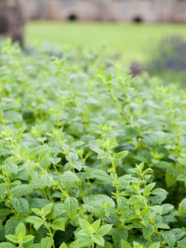 Balm 'Lime' 4" Pot