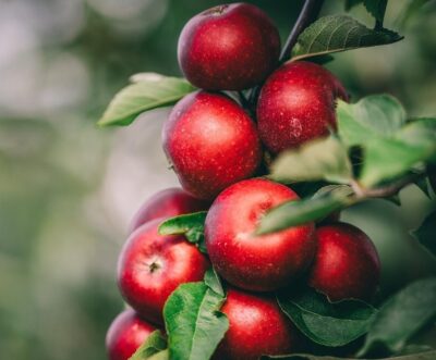 Malus 'Magnus Summer Surprise' Apple 13" Pot
