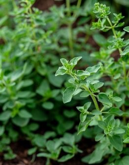 Marjoram 'Sweet' 4" Pot