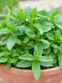 Mint 'Peppermint' 4" Pot