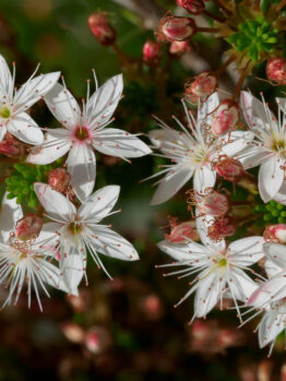 Micromyrtus 'Fringed Heath Myrtle' 6" Pot