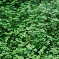 Mint 'Corsican'