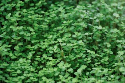 Mint 'Corsican'