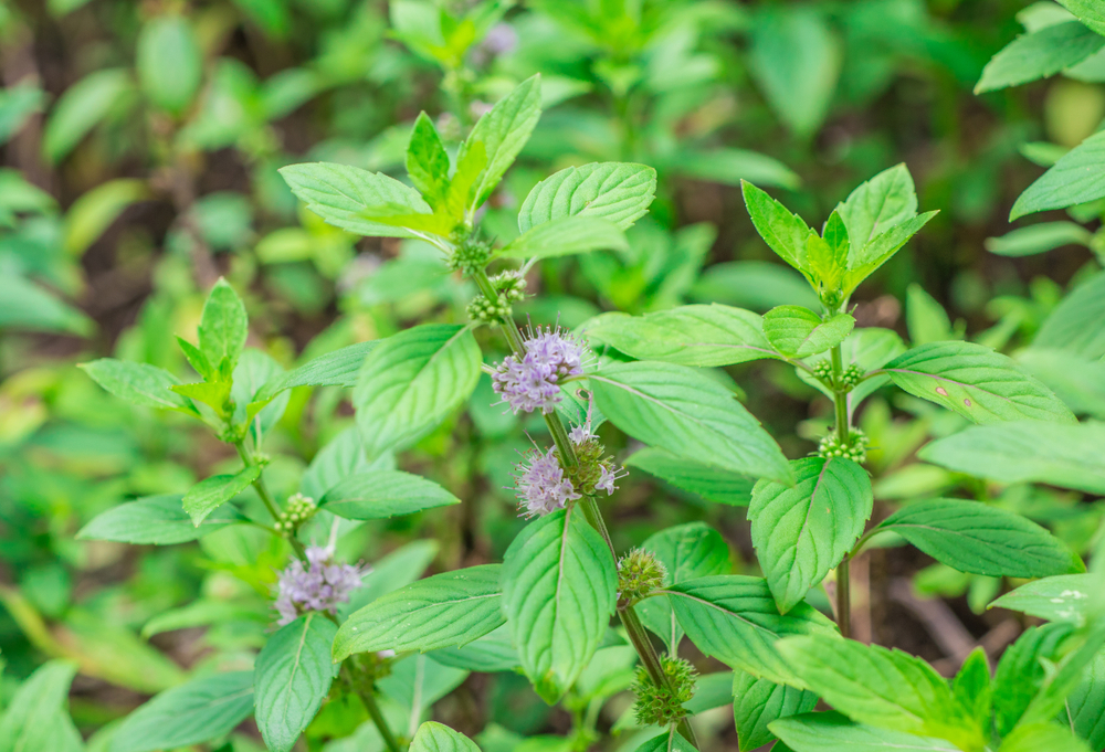 Mint 'Pennyroyal' 4" Pot