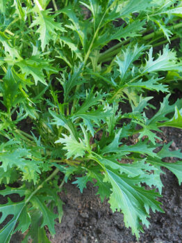 Mizuna 'Japanese Greens' 4" Pot