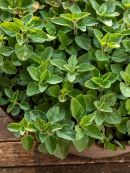 Oregano 'Greek' 4" Pot