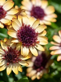 Osteospermum 'Banana Shake' African Daisy
