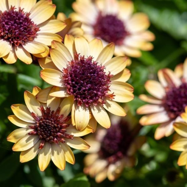 Osteospermum 'Banana Shake' African Daisy 6" Pot