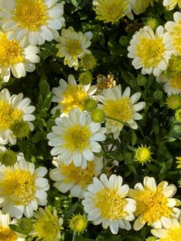 Osteospermum '3D Lemon Ice' African Daisy