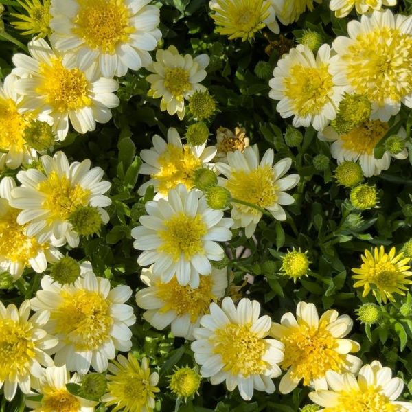 Osteospermum '3D Lemon Ice' African Daisy 6" Pot