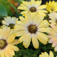 Osteospermum 'Serenity™ Lemonade' African Daisy 4" Pot