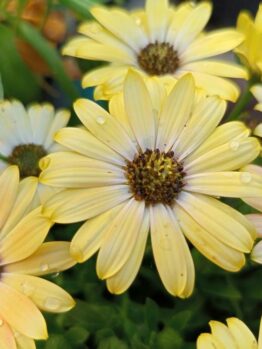 Osteospermum 'Serenity™ Lemonade' African Daisy 6" Pot