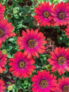 Osteospermum 'Zion Red' African Daisy 4" Pot