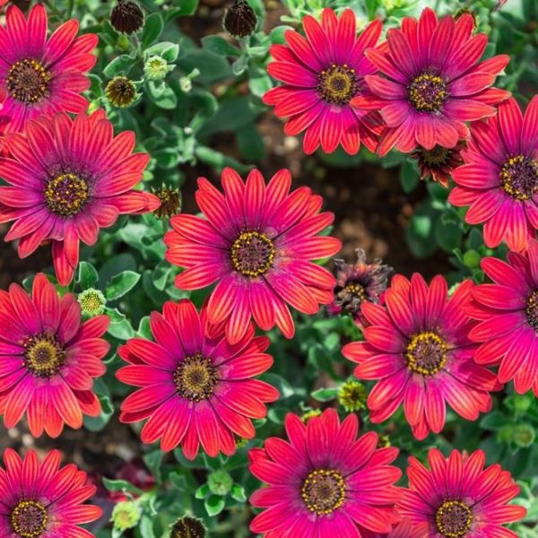 Osteospermum 'Zion Red' African Daisy 4" Pot