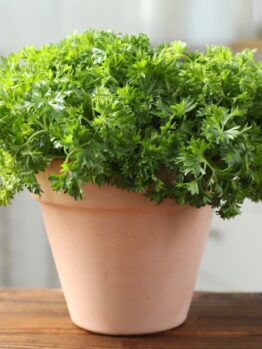 Parsley 'Curly' 4" Pot