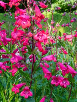 Penstemon 'Firebird'