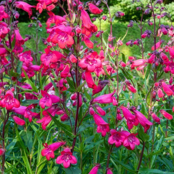 Penstemon 'Firebird'