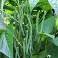 Phaseolus 'French Green Beans' Dwarf 4" Pot