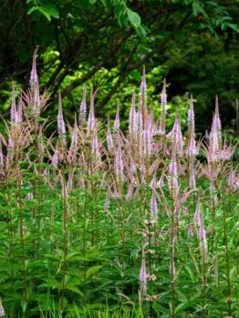 Veronicastrum 'Coen Jansen' 6" Pot