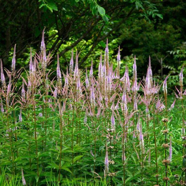 Veronicastrum 'Coen Jansen' 6" Pot