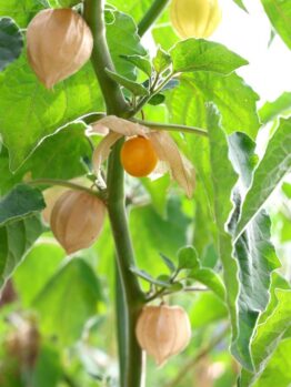 Physalis 'Cape Gooseberry' 6" Pot
