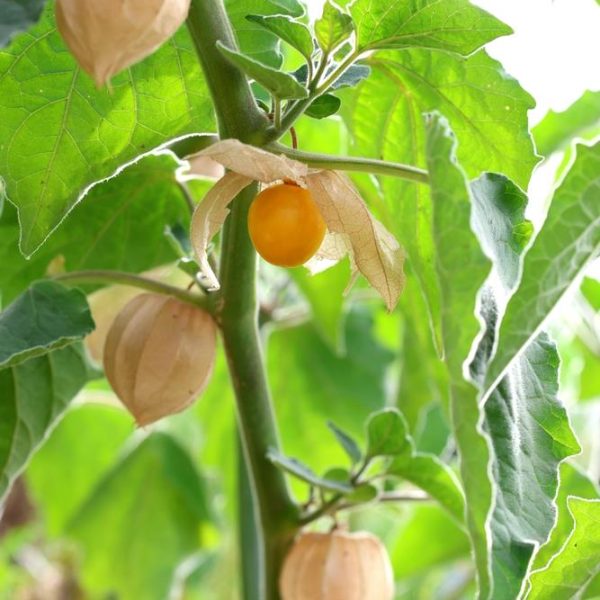 Physalis 'Cape Gooseberry' 6" Pot