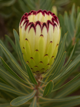 Close-up of Protea 'Limelight' in a 15cm pot, featuring a flower bud with dark red edges and green leaves—ideal for your home or garden.