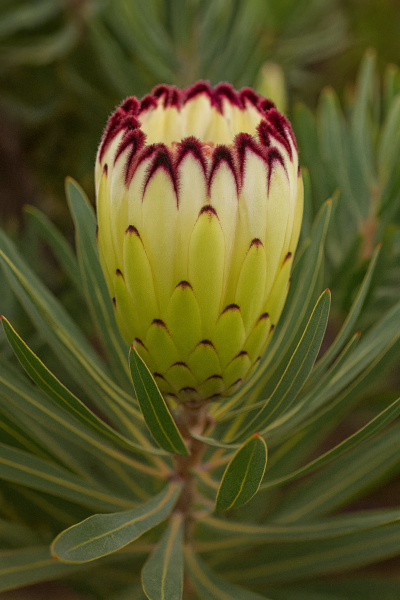 Close-up of Protea 'Limelight' in a 15cm pot, featuring a flower bud with dark red edges and green leaves—ideal for your home or garden.