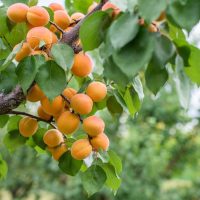 Prunus 'Storey' Apricot 7" Pot (Dwarf)